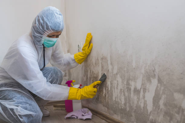 Best Residential Mold Inspection & Testing  in Bel Air North, MD