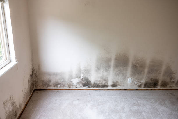 Best Comprehensive Air Testing for Mold Contaminants  in Bel Air North, MD